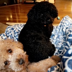 Meet your Posher, Jaquenta